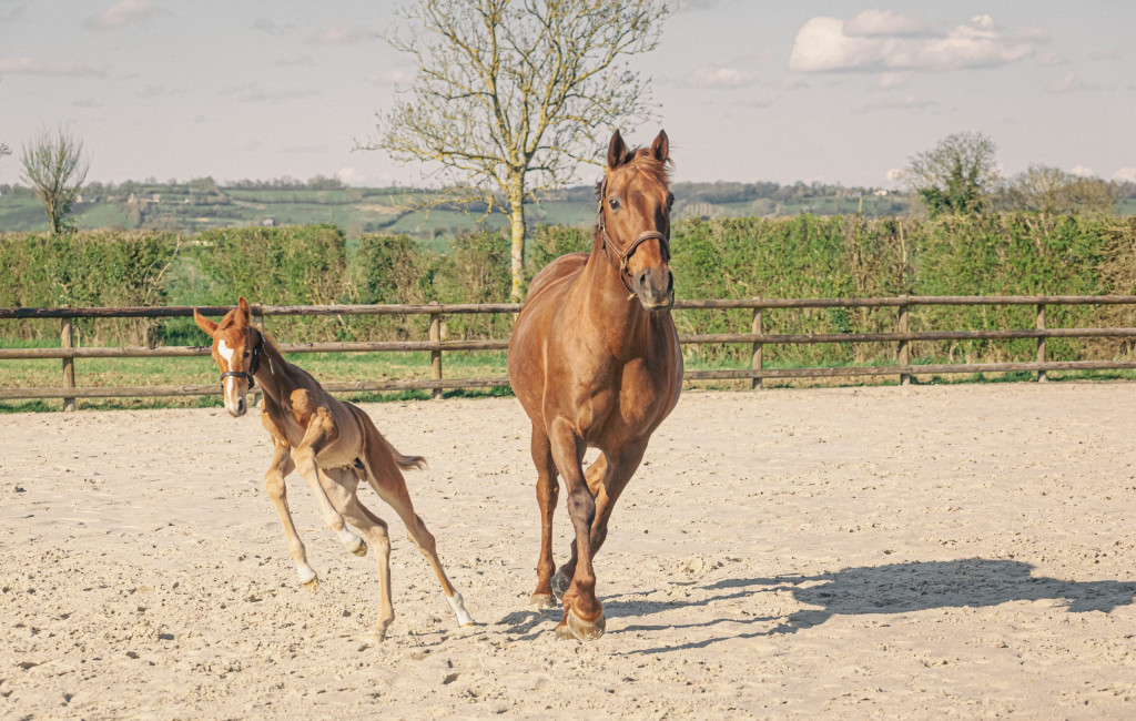 Prestation Haras d’Inlove | Rythmic & Magnum