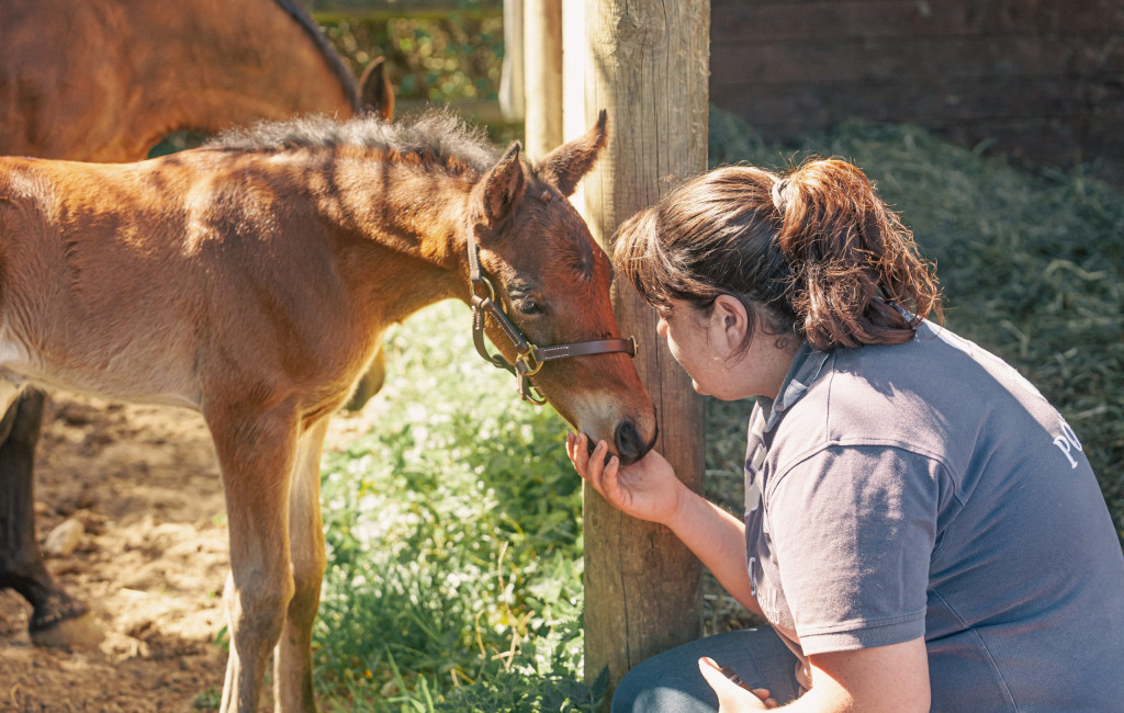 Prestation Haras d’Inlove | Seville & Midwest